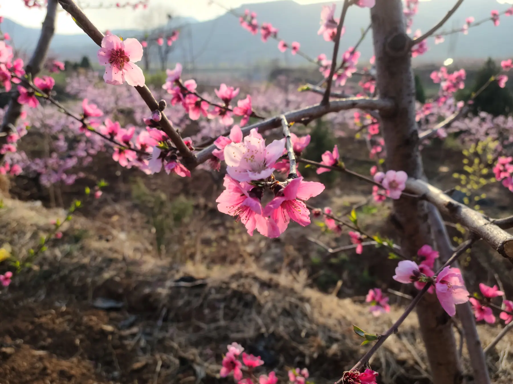 岱崮地貌白日远景
